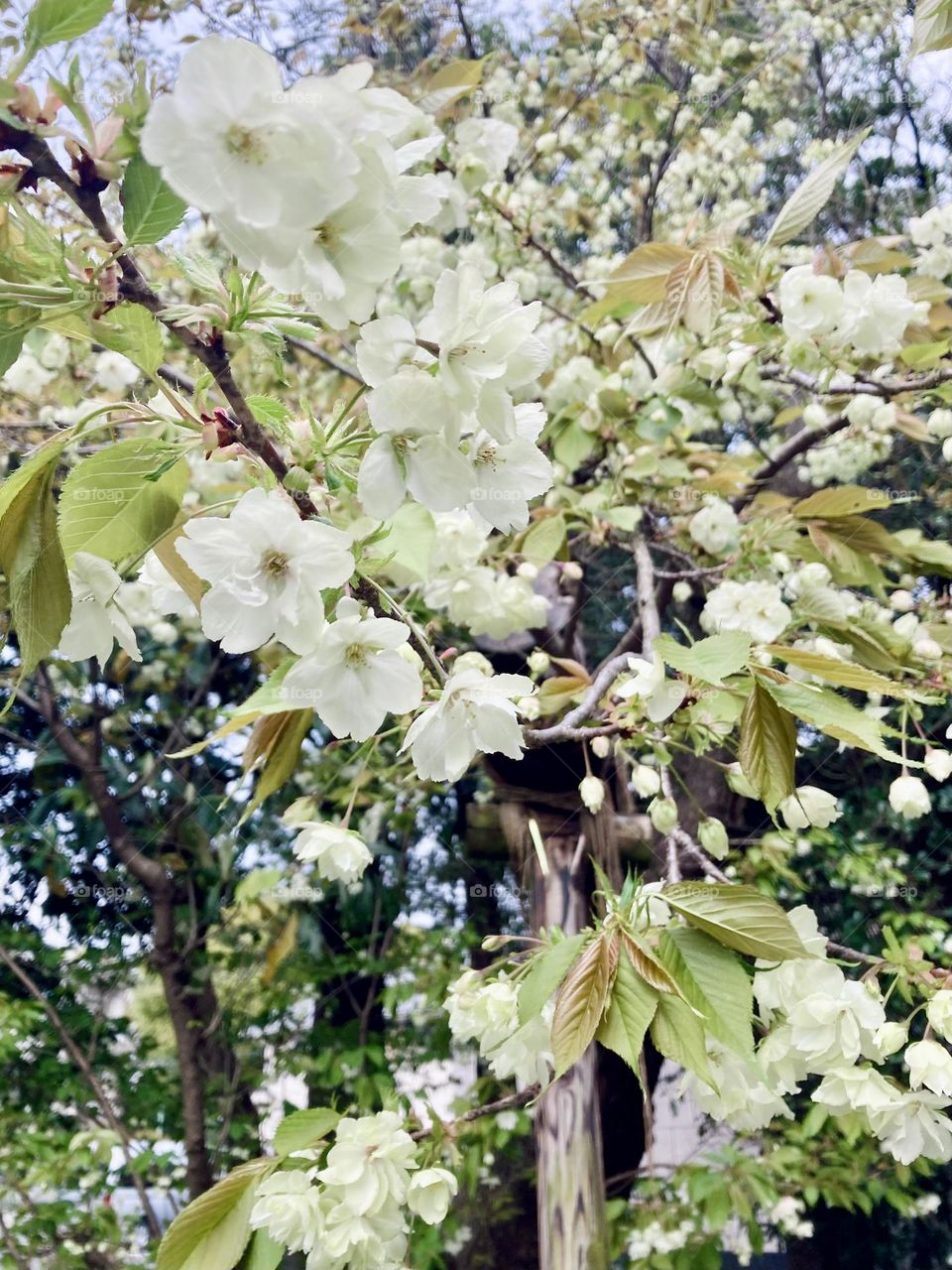 Gioiko cherry blossoms 