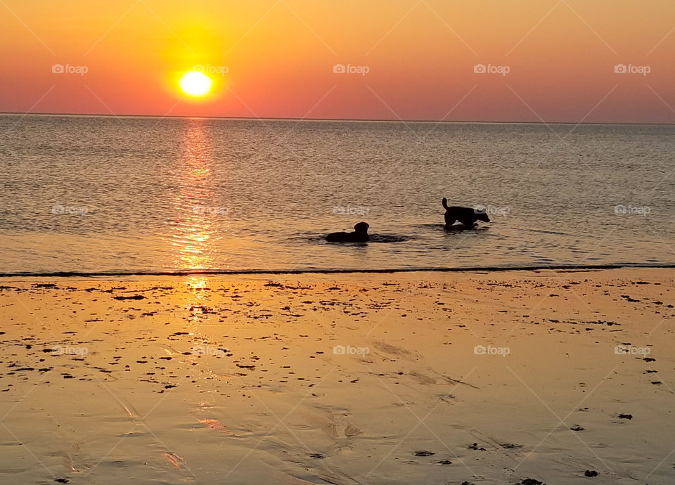 a dog's world series #6