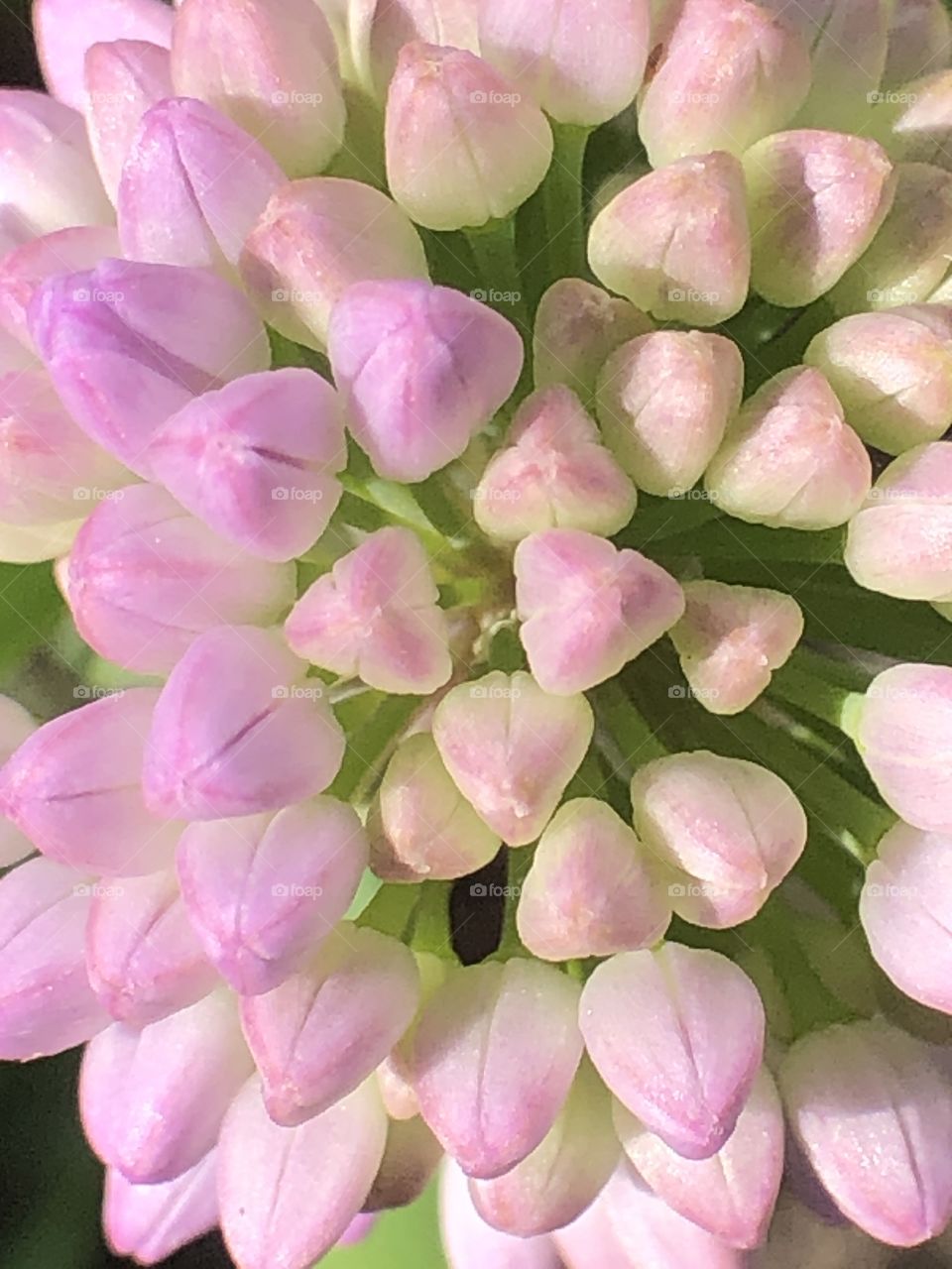 Close up of a flower