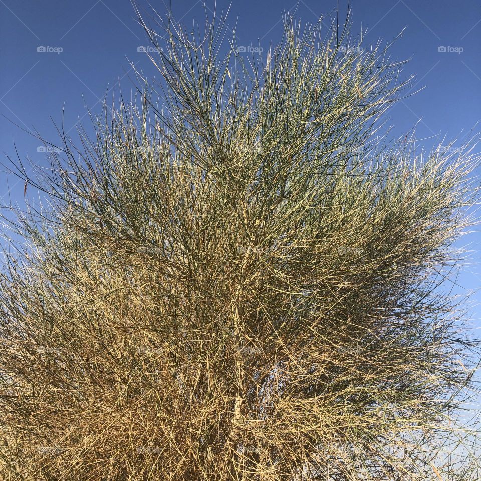 Markh desert plant