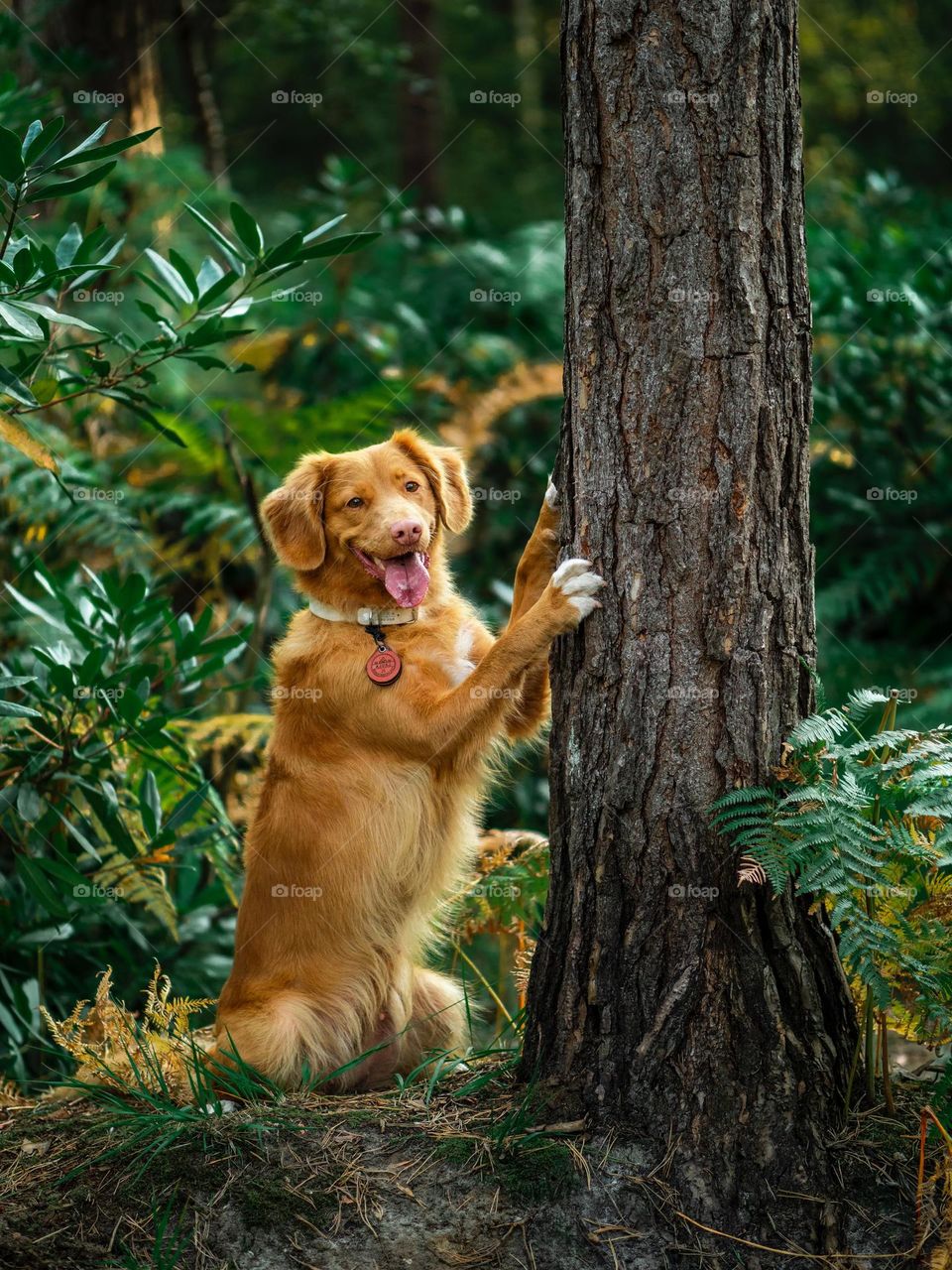 DOG climbing tree