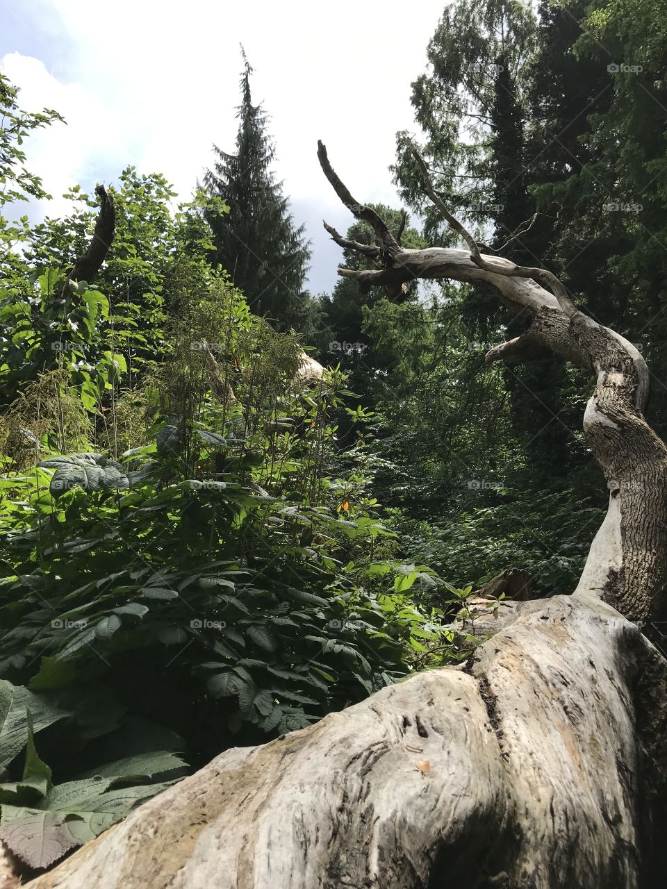Old dramatic tree trunk reaching for the sky