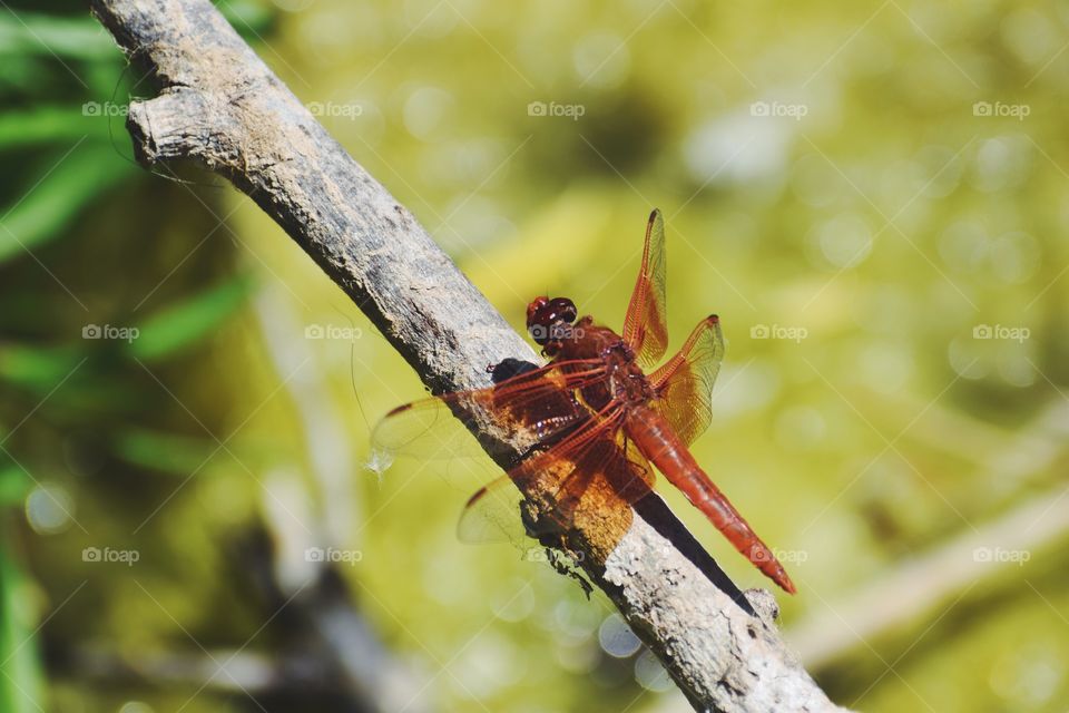 Dragonfly on tree trunk