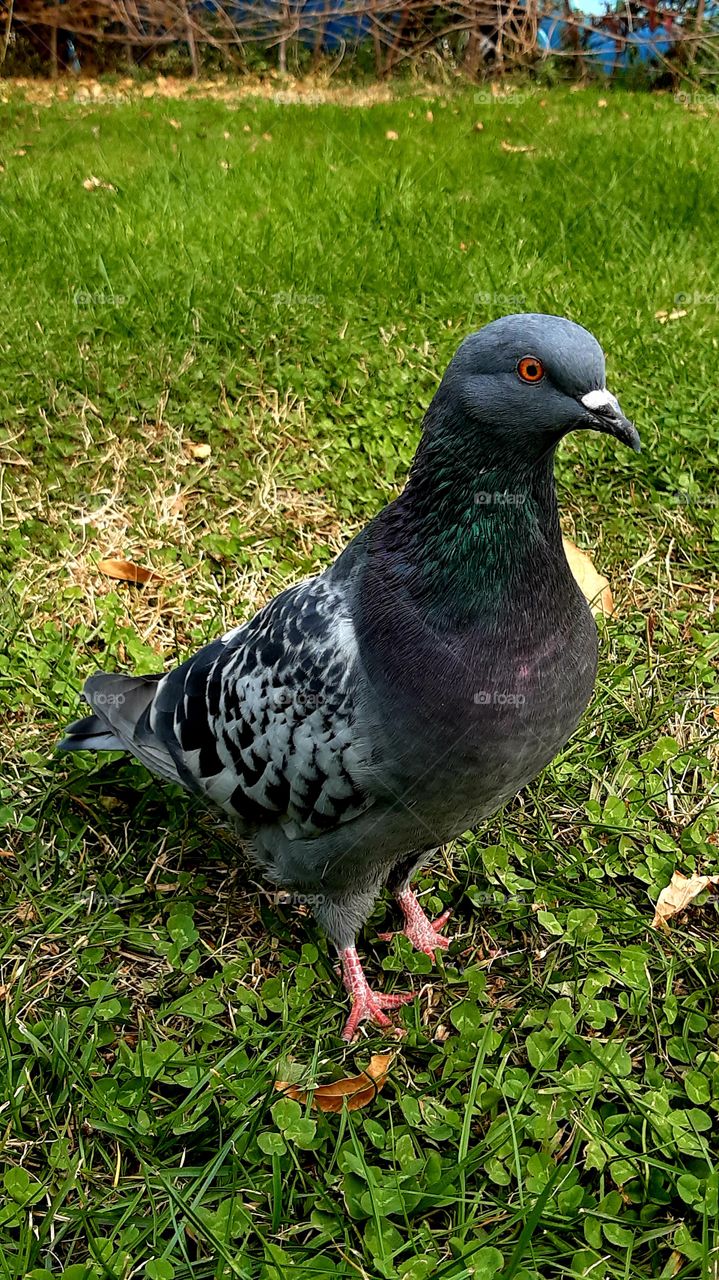 Pigeon