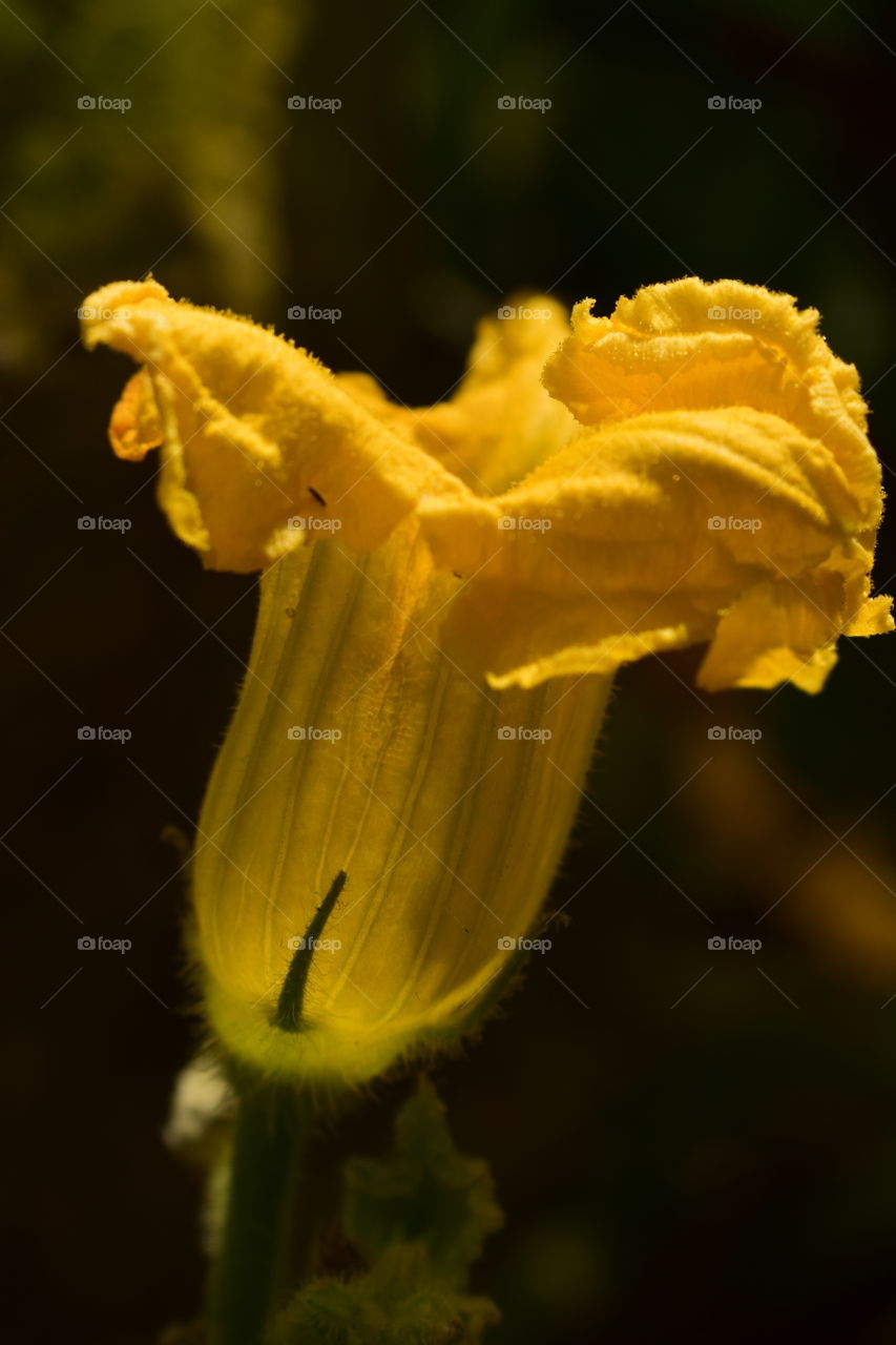 closeup of yellow pumpkin flower