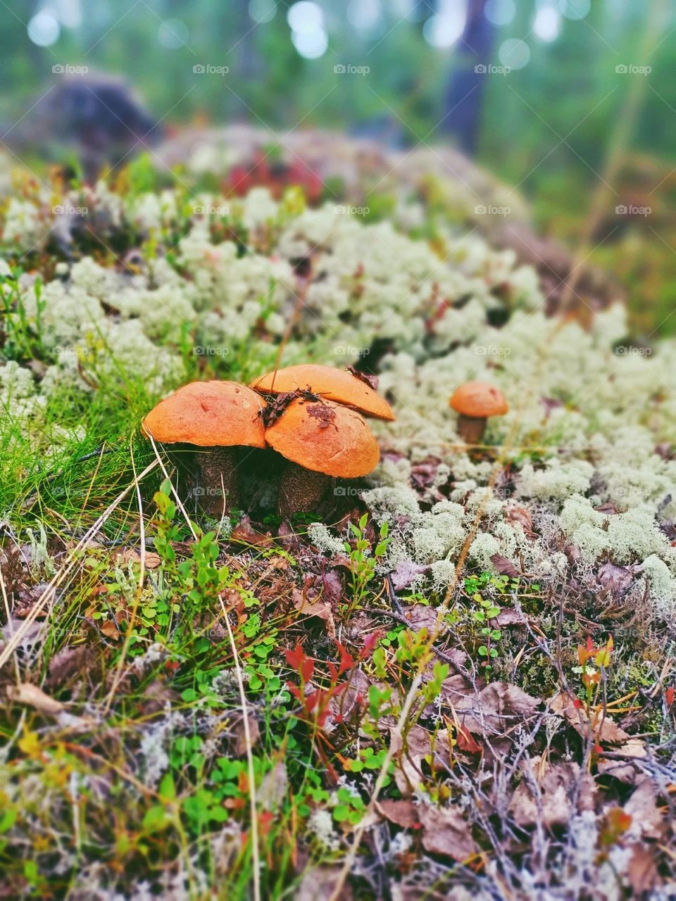 boletus