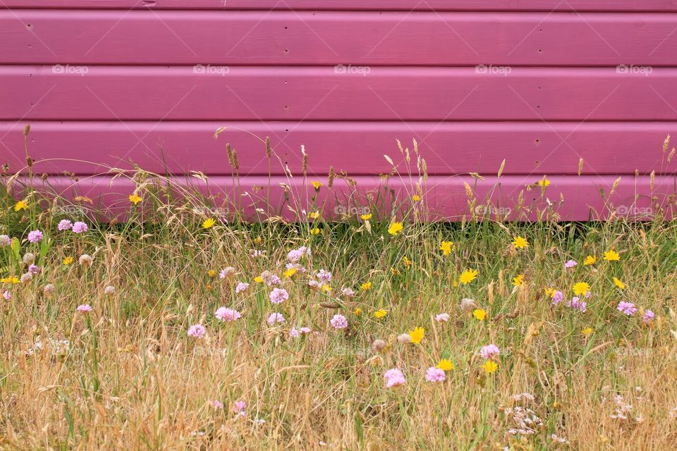 Natural grass against pink painted wood 