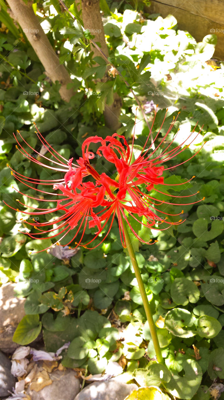 Firewood spider lily. Backyard flowers