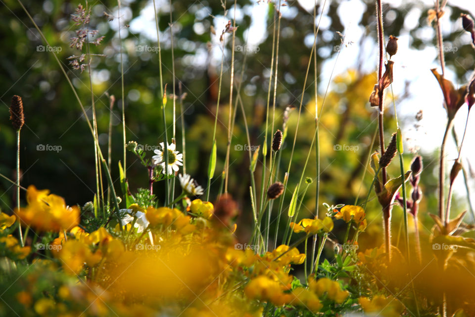 Flowers