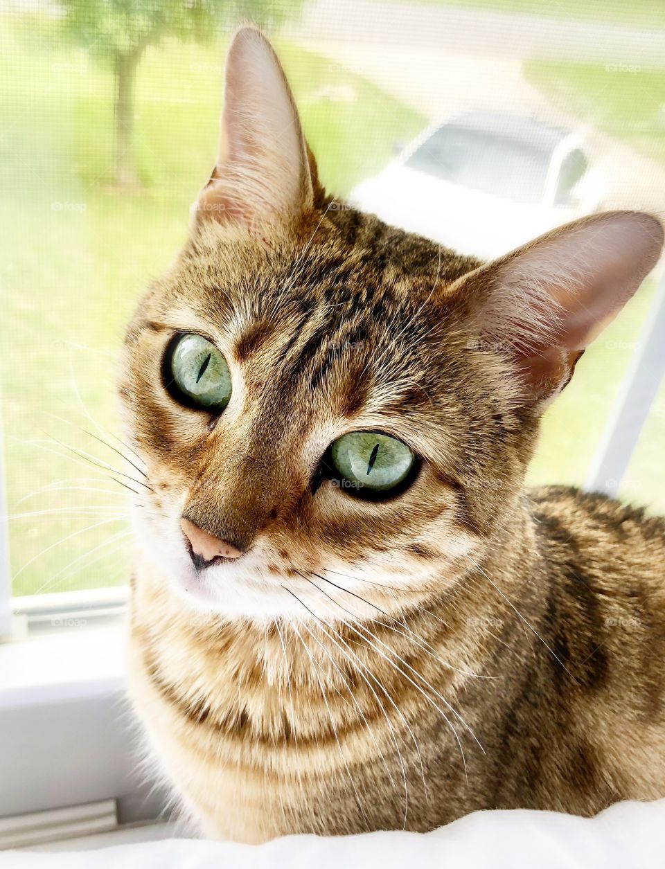 Curious Kitty ~ A bengal cat that loves birds and snuggles; especially tummy rubs! Her eye are always wide with excitement and she has the most adorable face 💕