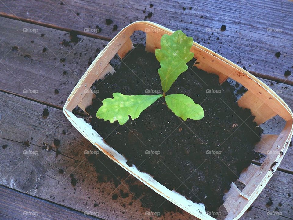 seedlings of a young oak tree