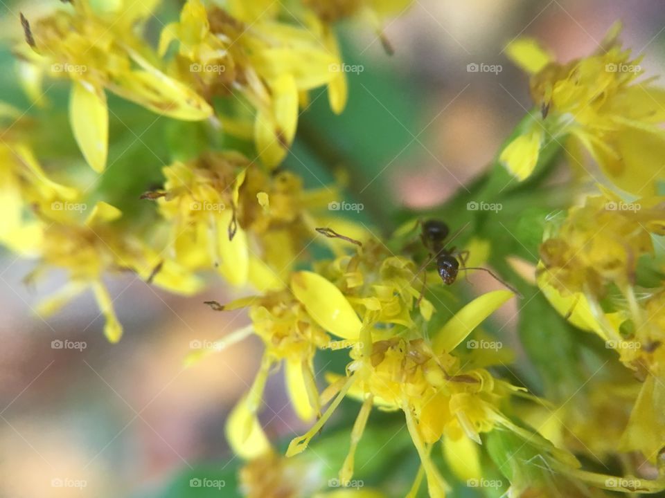 Ant of goldenrod 