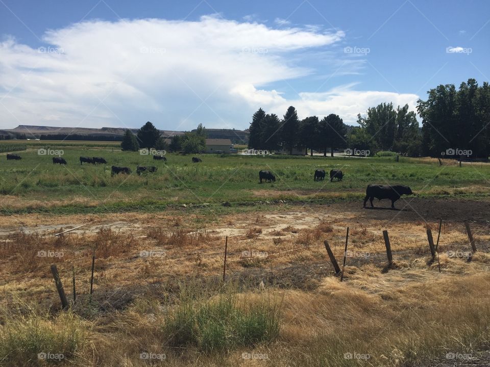 No Person, Landscape, Mammal, Grassland, Outdoors