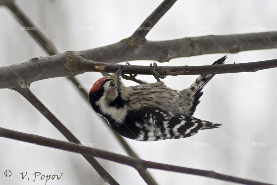 Lesser spotted woodpecker