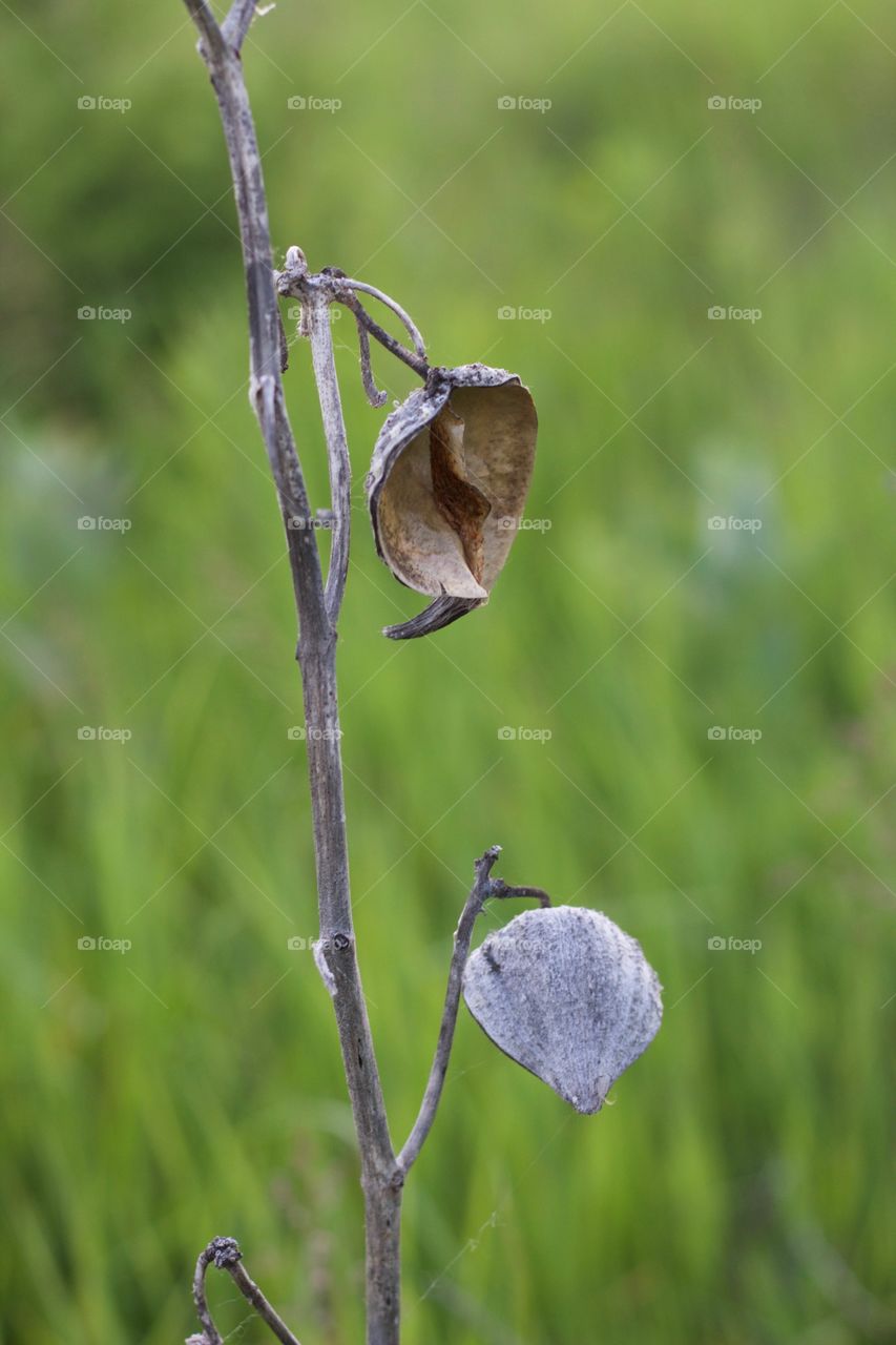 Dried seed pods on a stalk against  a blurred grassy field background 