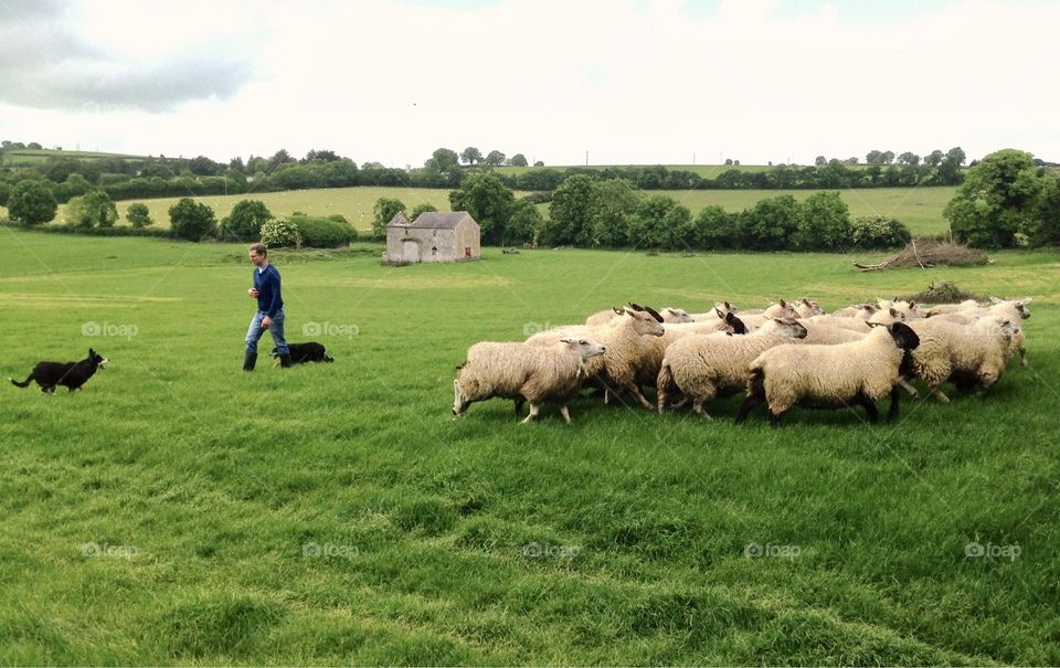 Herding sheep