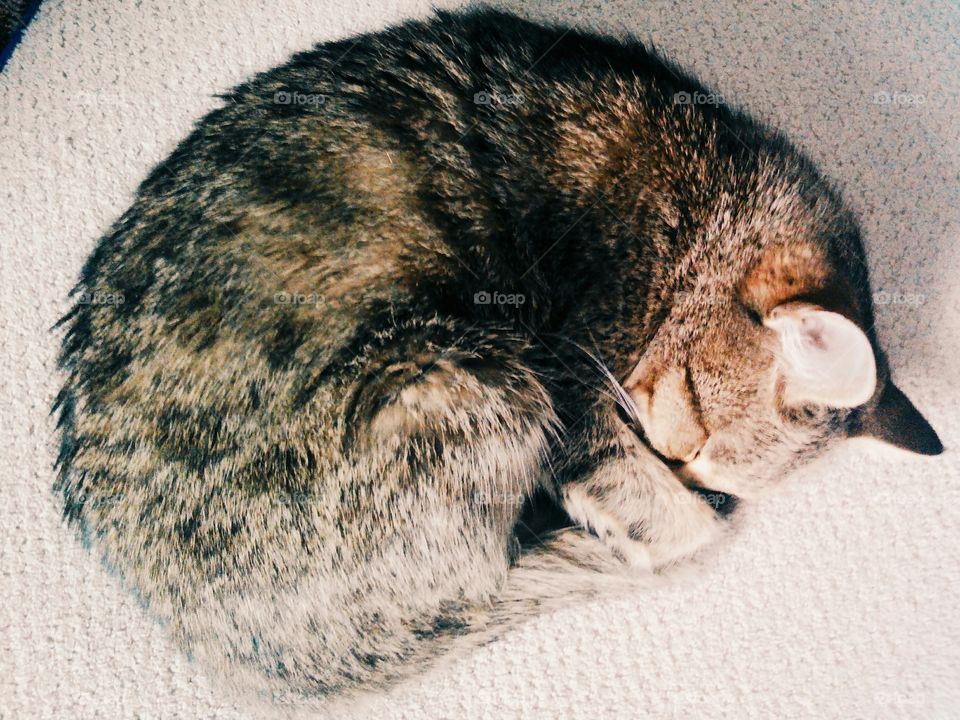 sleeping cat