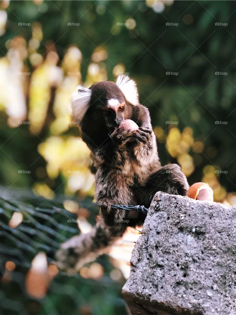 
Monkey feeding in the forest