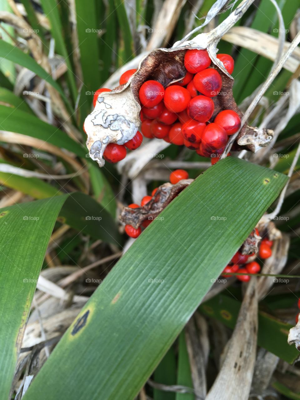 Berries on a branch