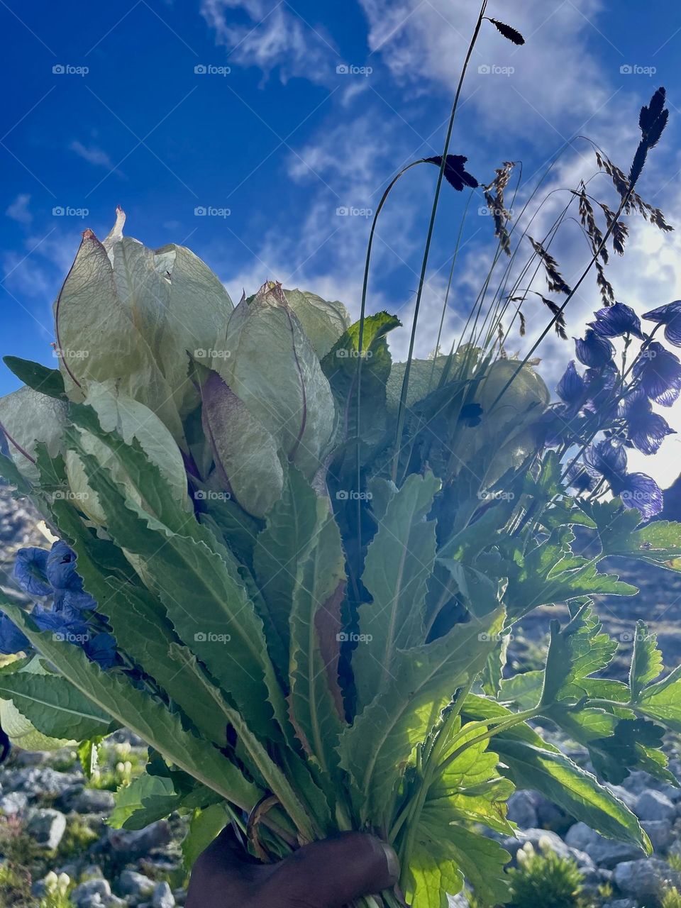 Rare auspicious flowers of Himalaya 