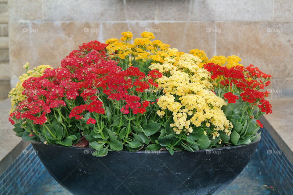 Colorful pot flowers