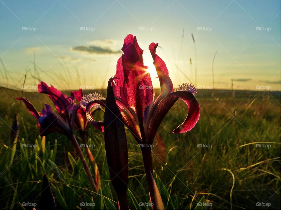 Wild flowers