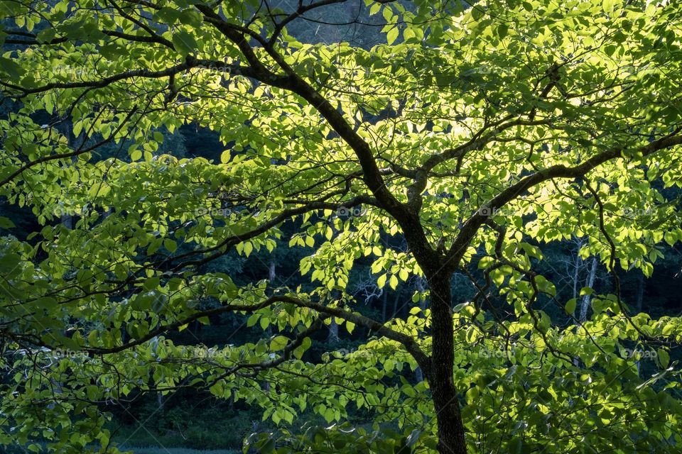 Foap, Light: Natural vs Artificial - The rising sun illuminates a tree canopy at Grundy Lakes in Tracy City Tennessee. 