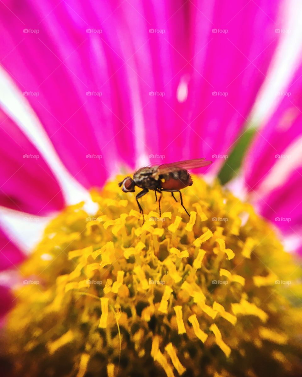 Insect, Bee, Nature, Flower, Pollen