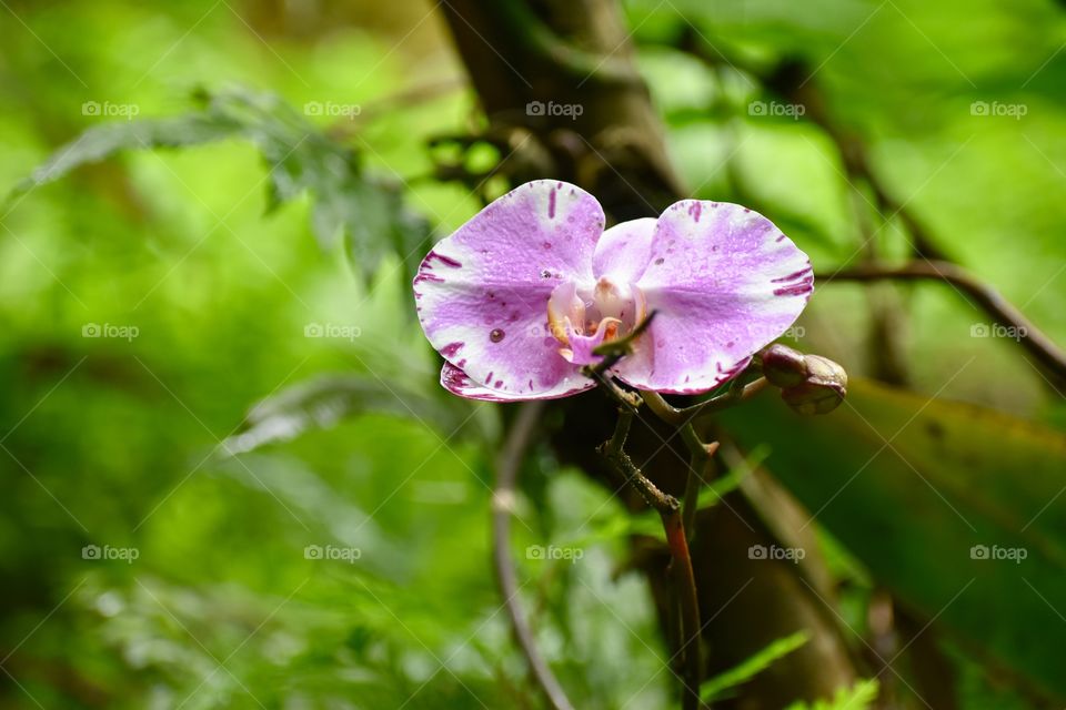 Beautiful orchid in the rainforest 