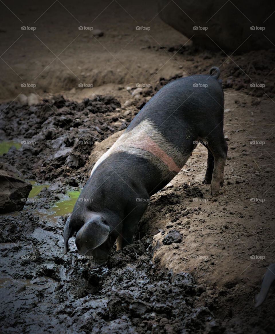 cool off in the mud pit