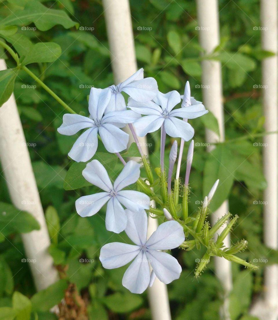 BLUE Flower
