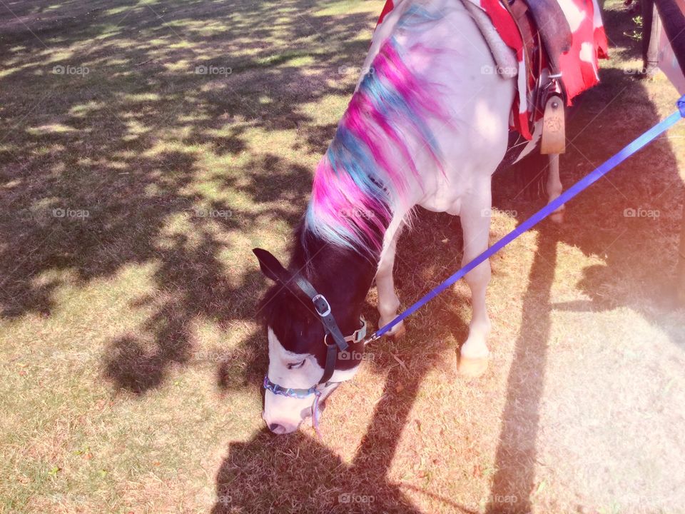 I saw this horse at the fair that my hometown runs every year 