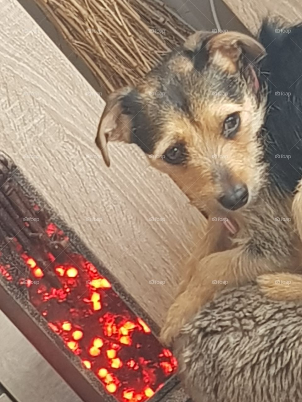 Small terrier sat on a fur poufe by red fairy lights