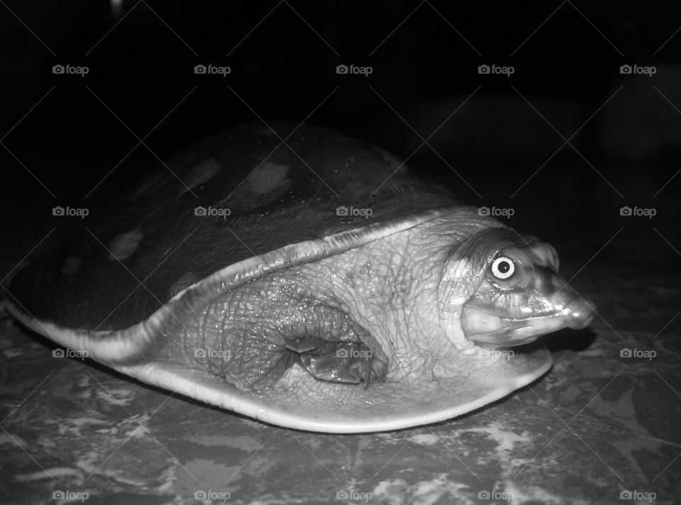 turtle photograph.