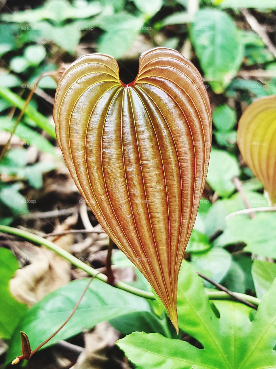 Heart shaped leaf