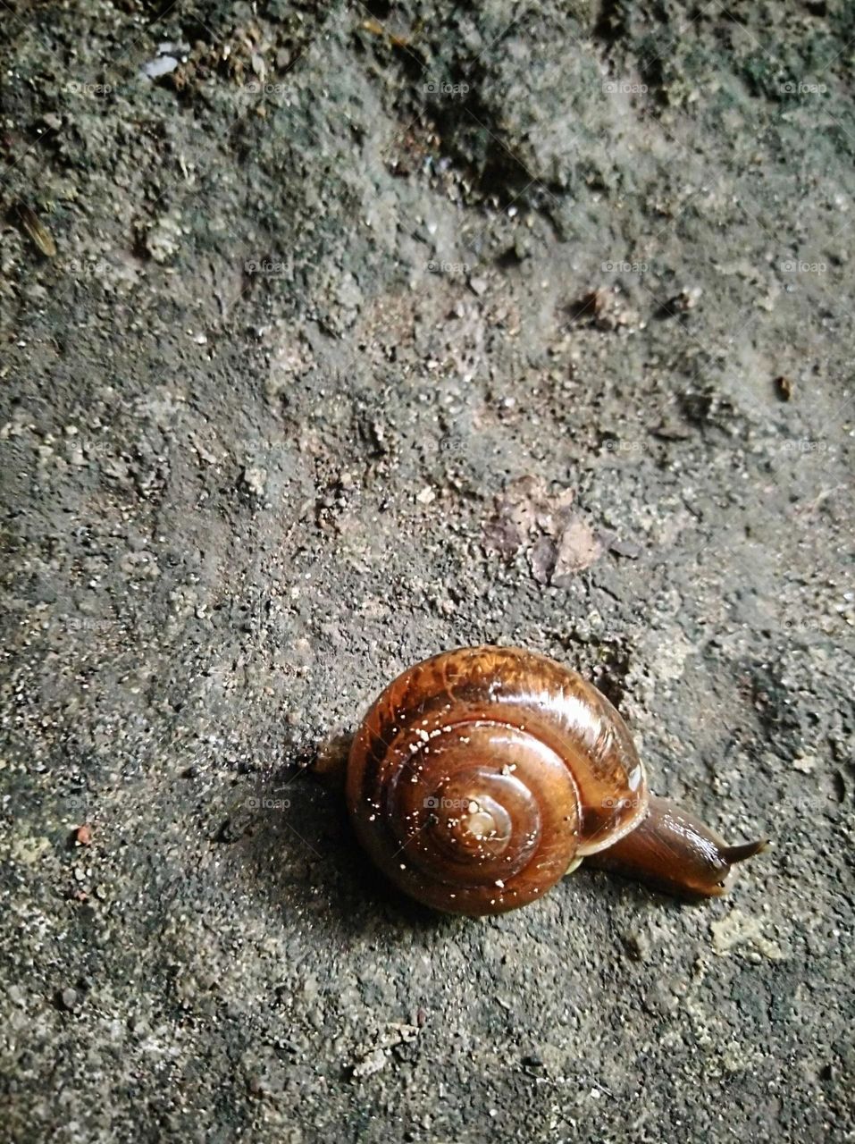 Snail