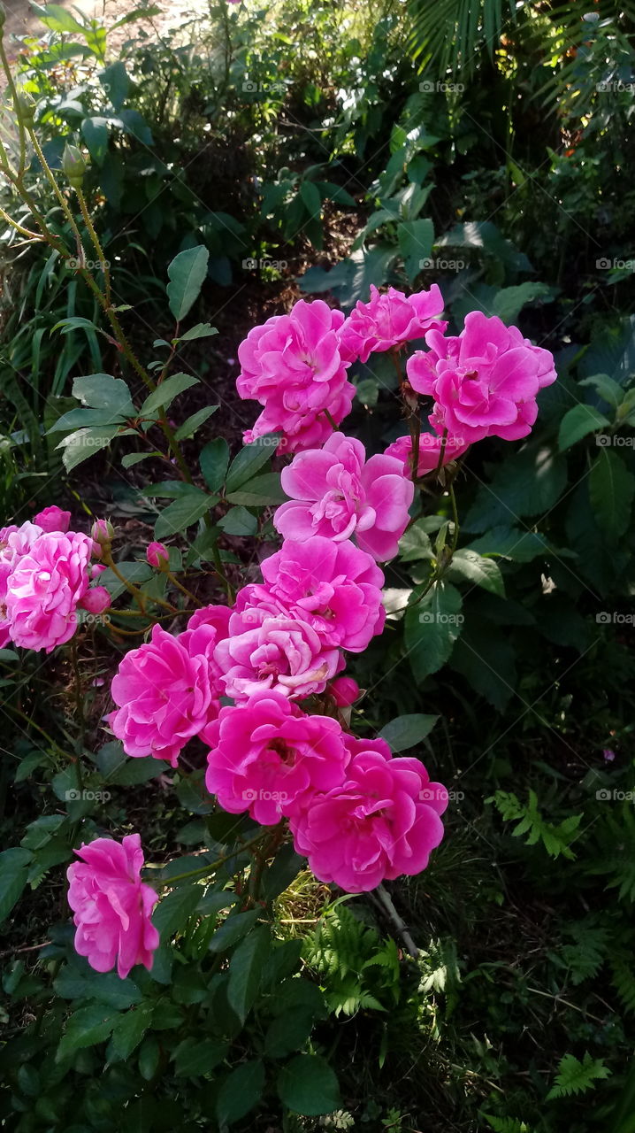 JARDIM ROSAS