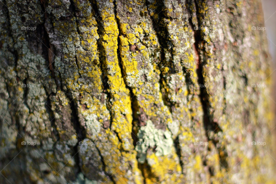 tree moss bokeh unedited by jeffde