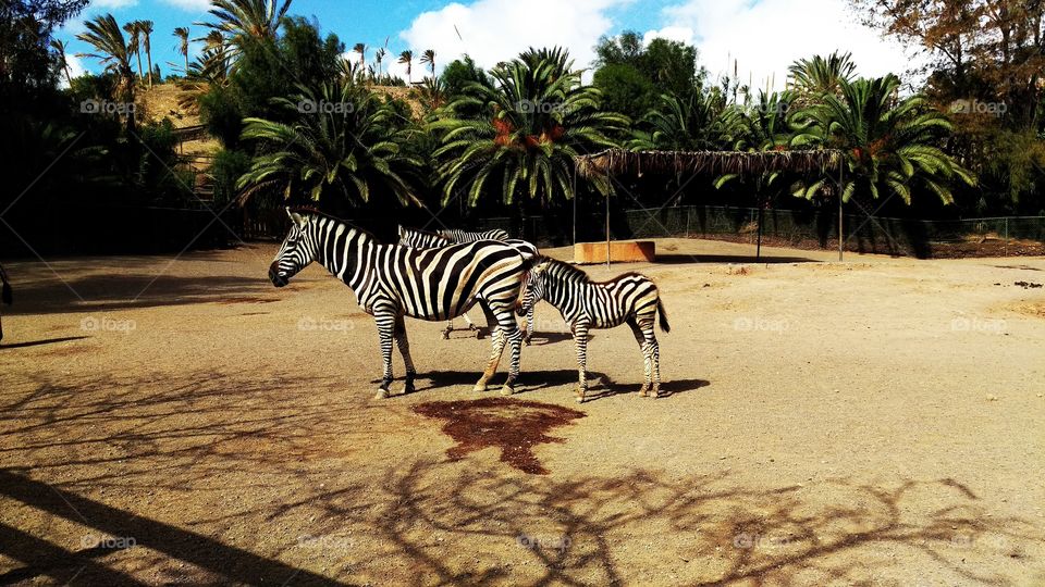 zebra oasis zoo fuerteventura