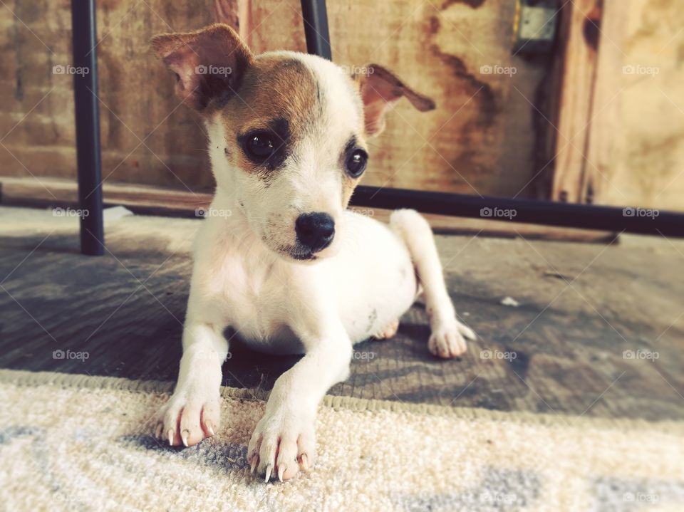 Jack Russell puppy 