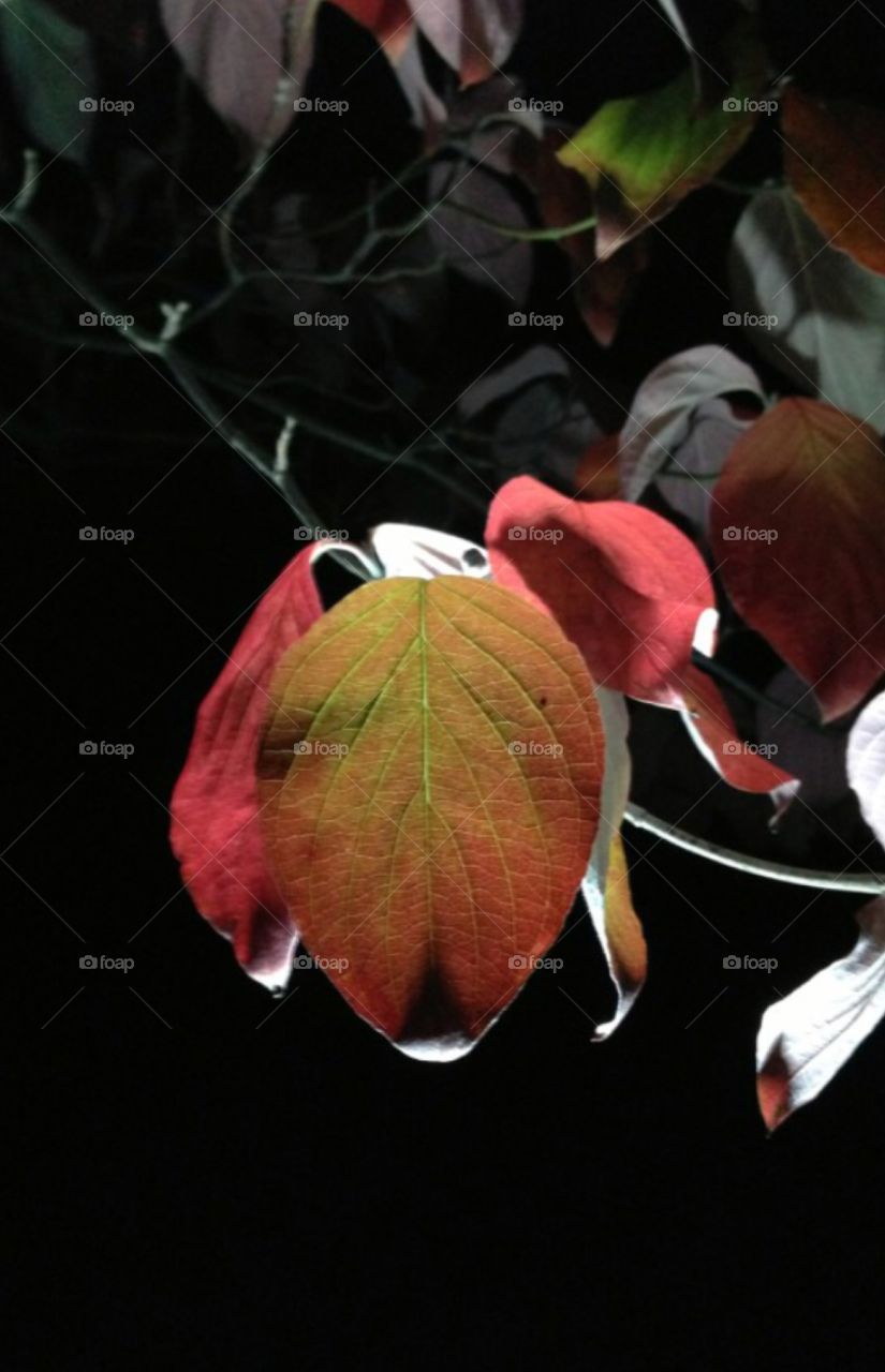 Moonlit Dogwood in the spring