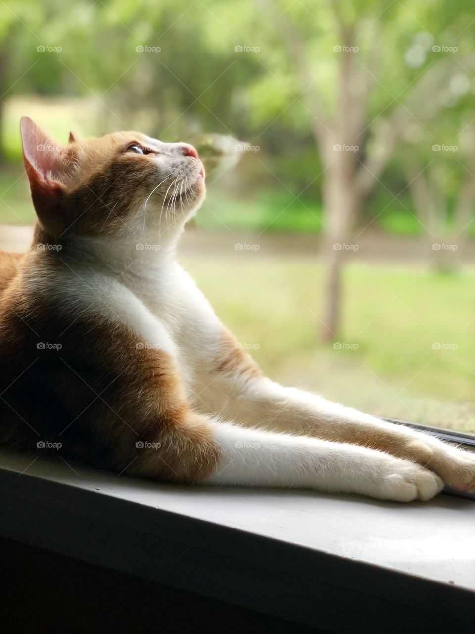 My beautiful kitten sitting on the window ledge, staring outside our window, probably wishing he was outside to chase the bugs. 