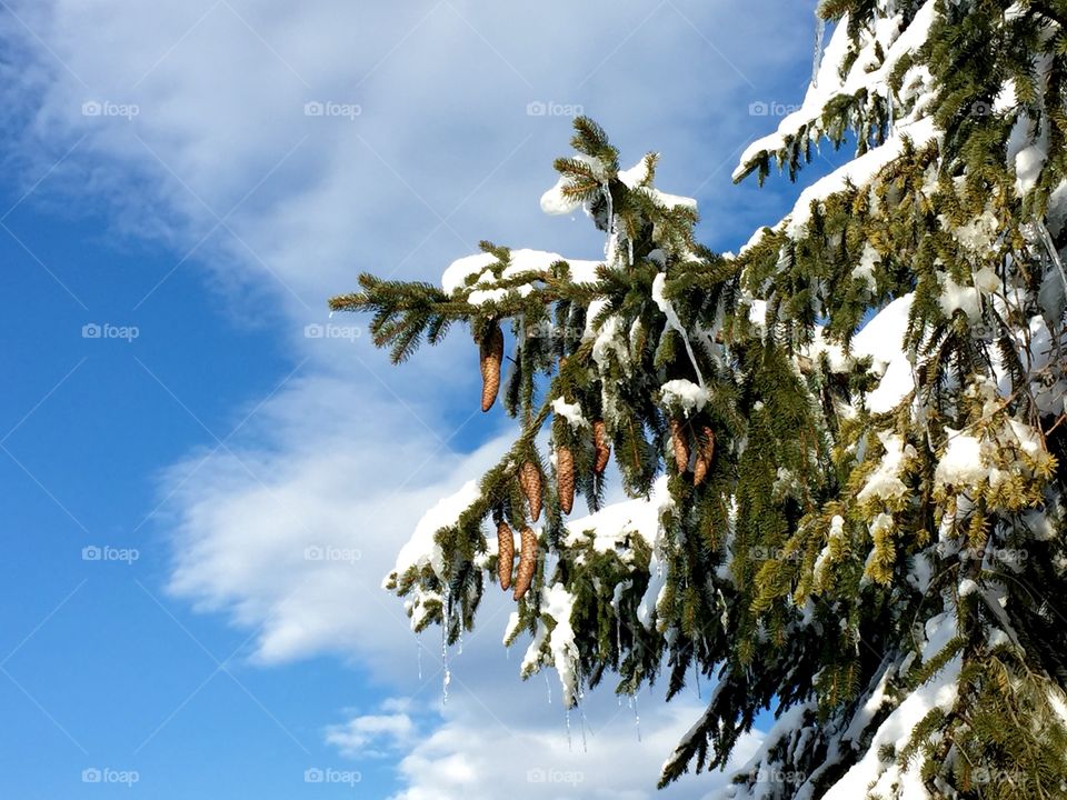 Pine cones covered in snow with blue sky