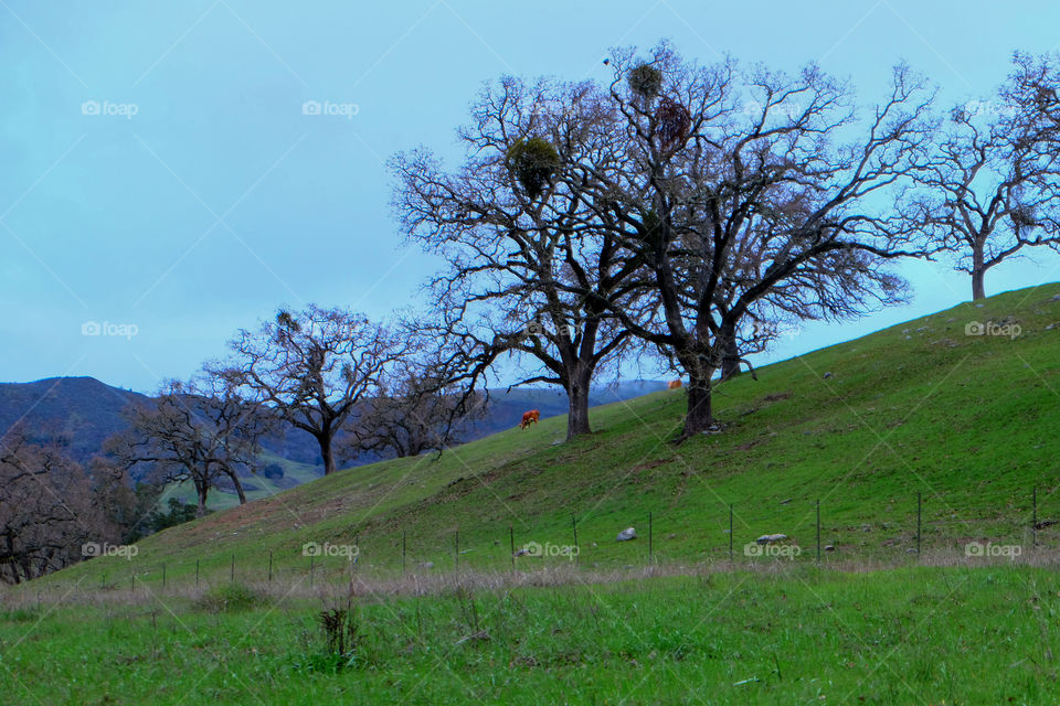 Cows grazing on a ranch