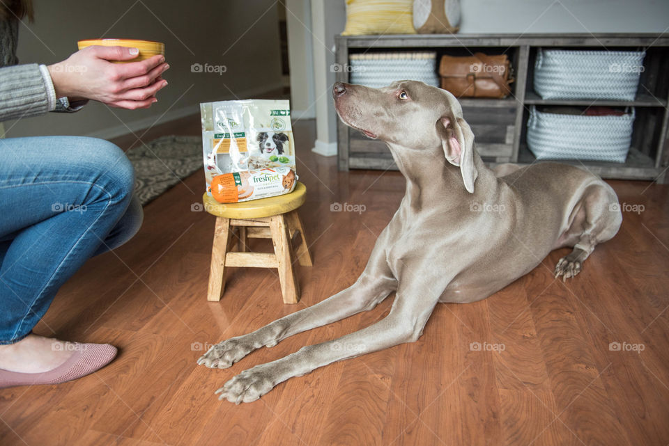 Young woman feeding her pet weimaraner dog indoors