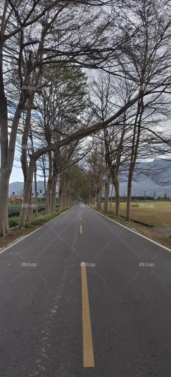 Luye Longtian Green Tunnel, Taitung County