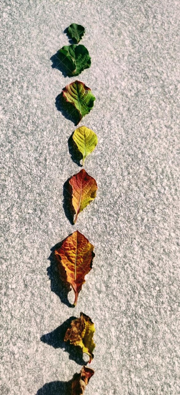 Changing colors of leaves in the falling season.