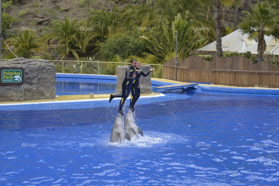 dolphins at water park grand canaria canary islands