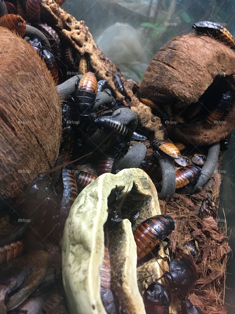 Hissing cockroaches