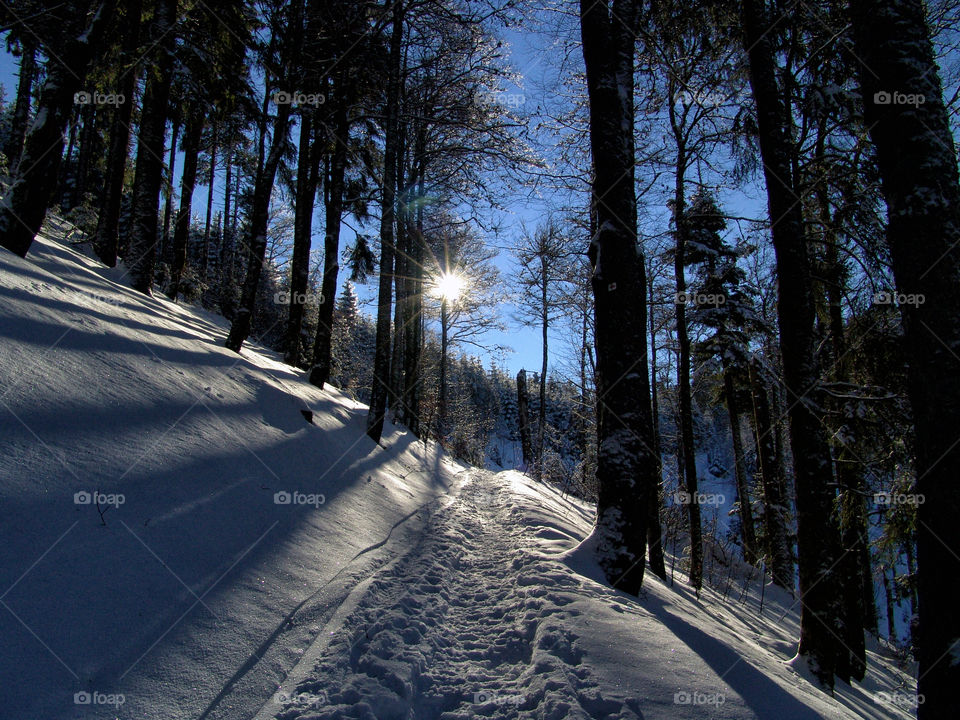 light and shadows in forest